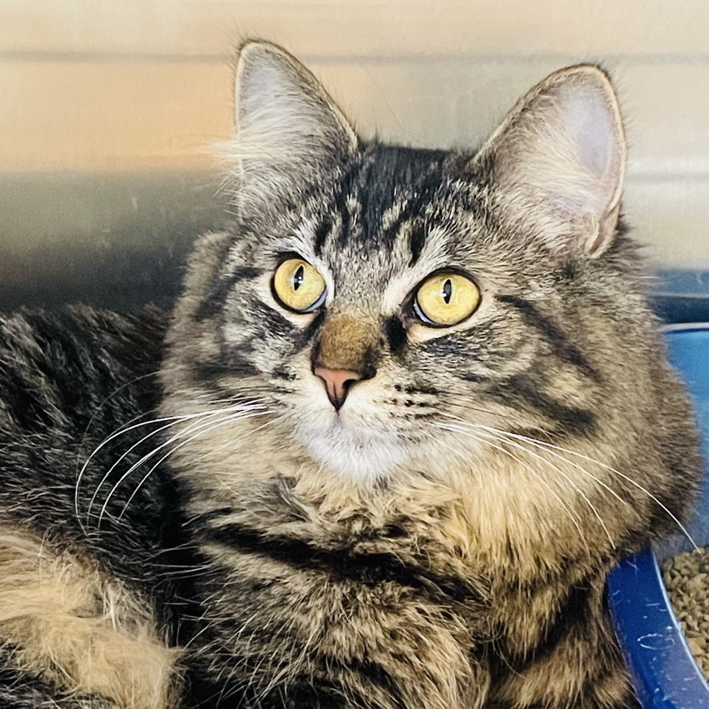 Lulu available through our Foster to Adopt Program, photo 12