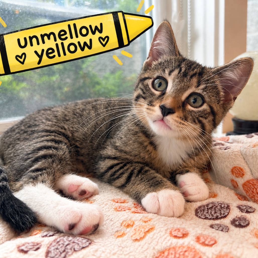 Unmellow Yellow, a Domestic Shorthair