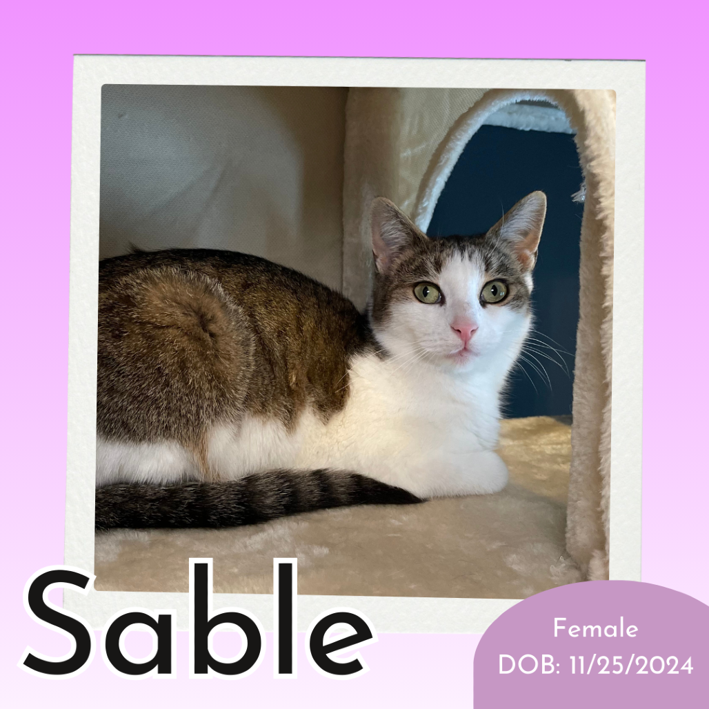 Sable