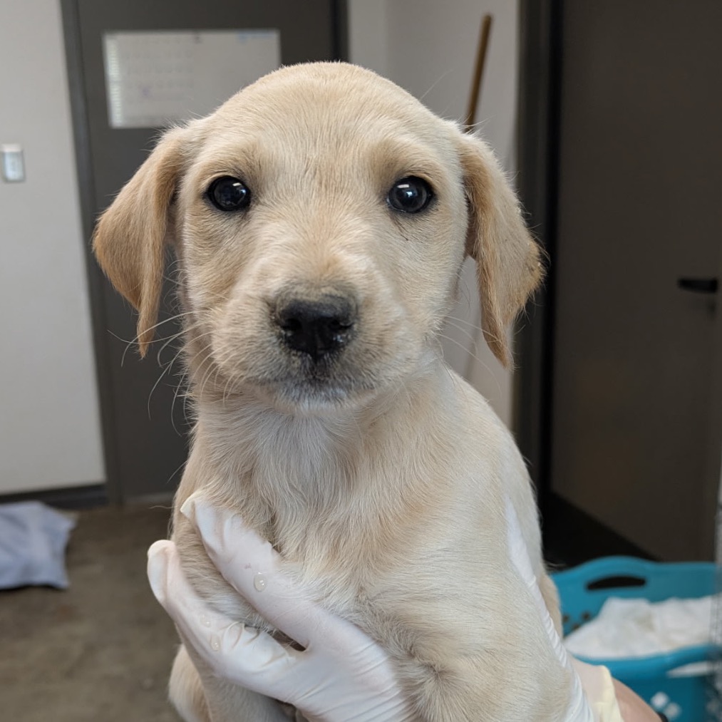 FLUTE - Schnauzer / Retriever, Labrador available for adoption