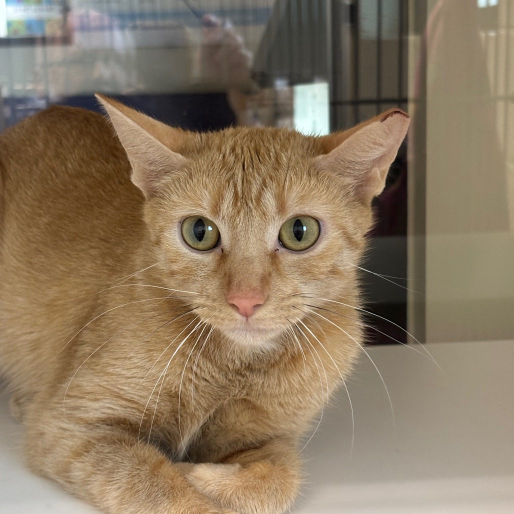 BUTTERCUP - Domestic Shorthair / Domestic Shorthair for adoption in League City