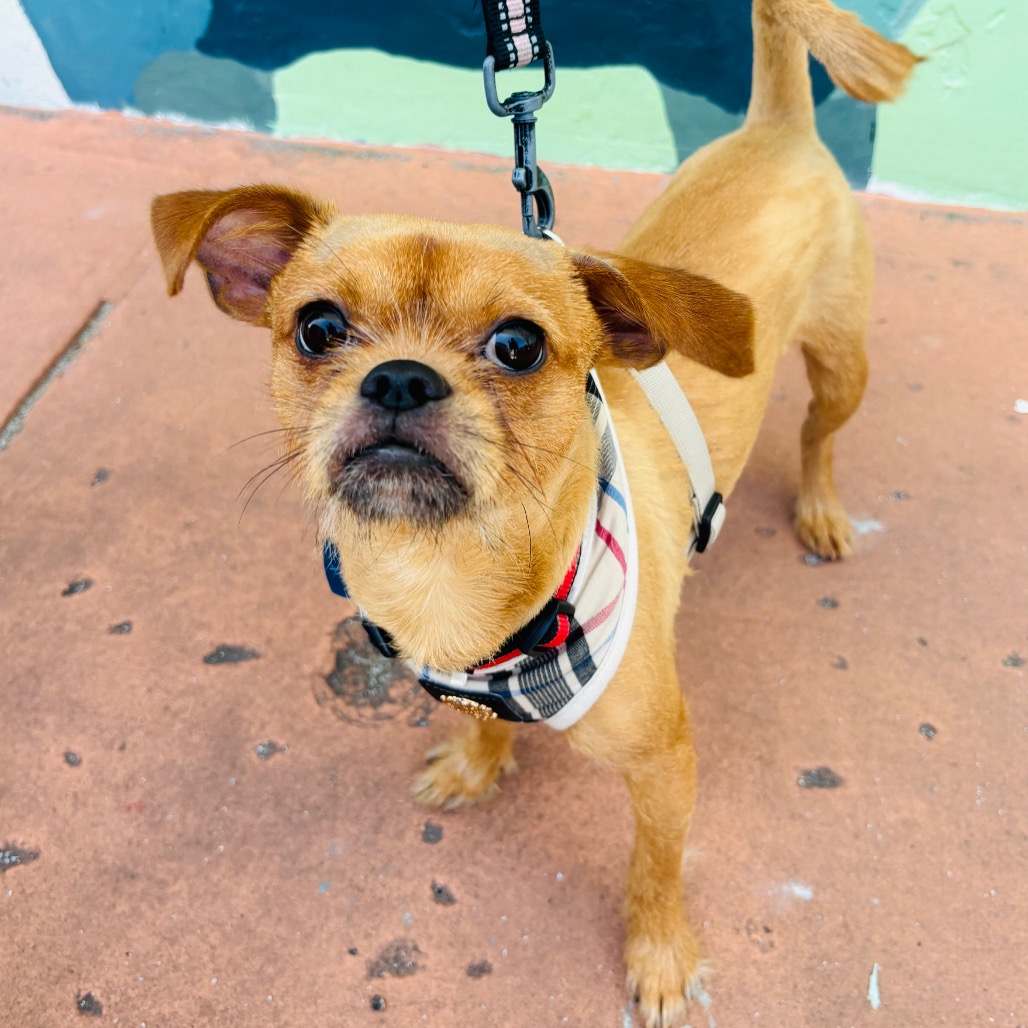 FRANKIE - Griffon, Brussels / Terrier available for adoption