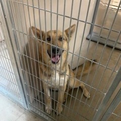 Kennel#2's preview photo