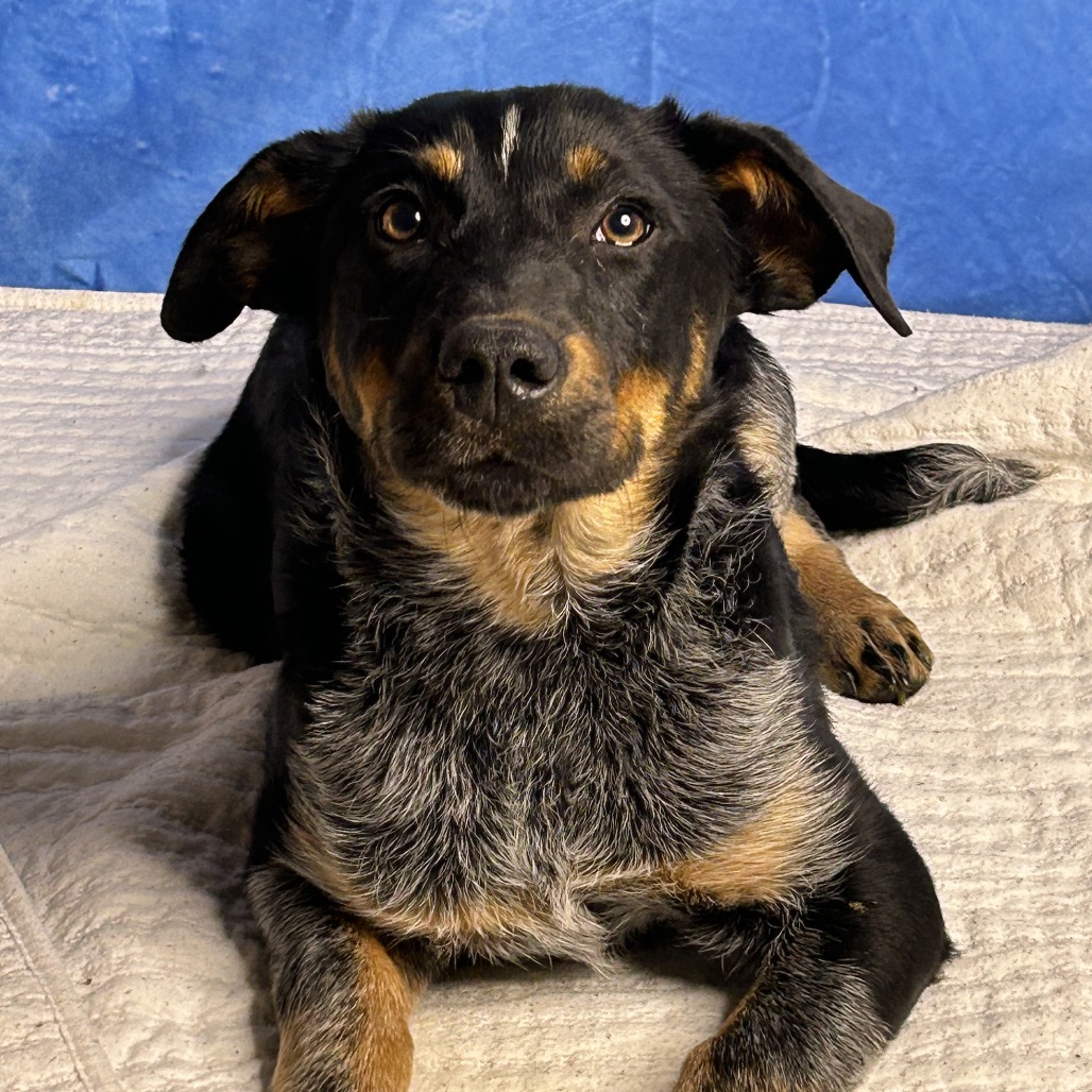 Honeysuckle — thumbnail 2