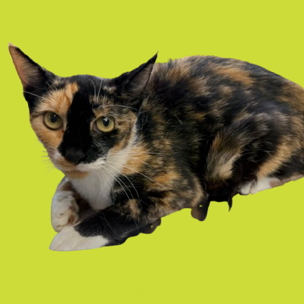 Tusc Stray 81615 2