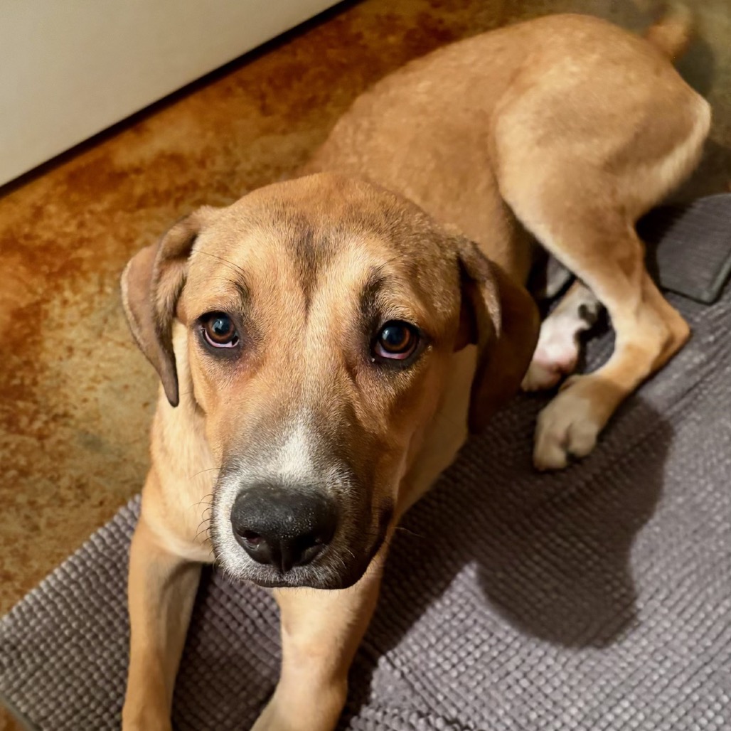 Leo (formerly Pistachio, photo 11