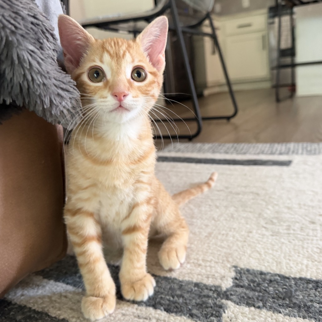 JACKSON - Domestic Shorthair available for adoption