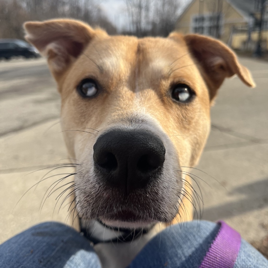 Koda — thumbnail 7