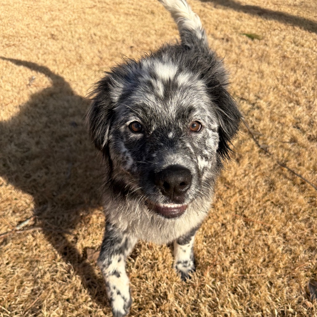 Lotty — thumbnail 3