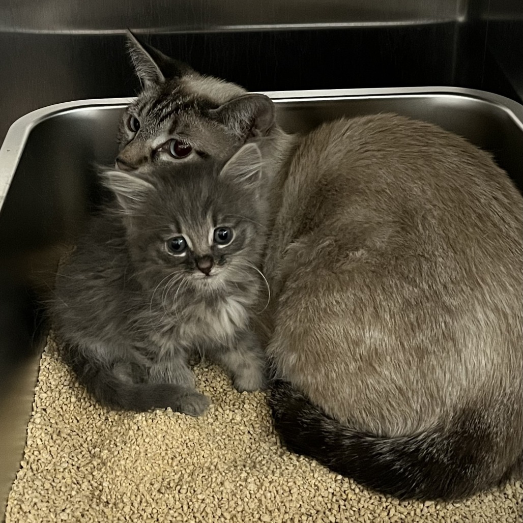 ANGEL - Domestic Shorthair / Siamese available for adoption