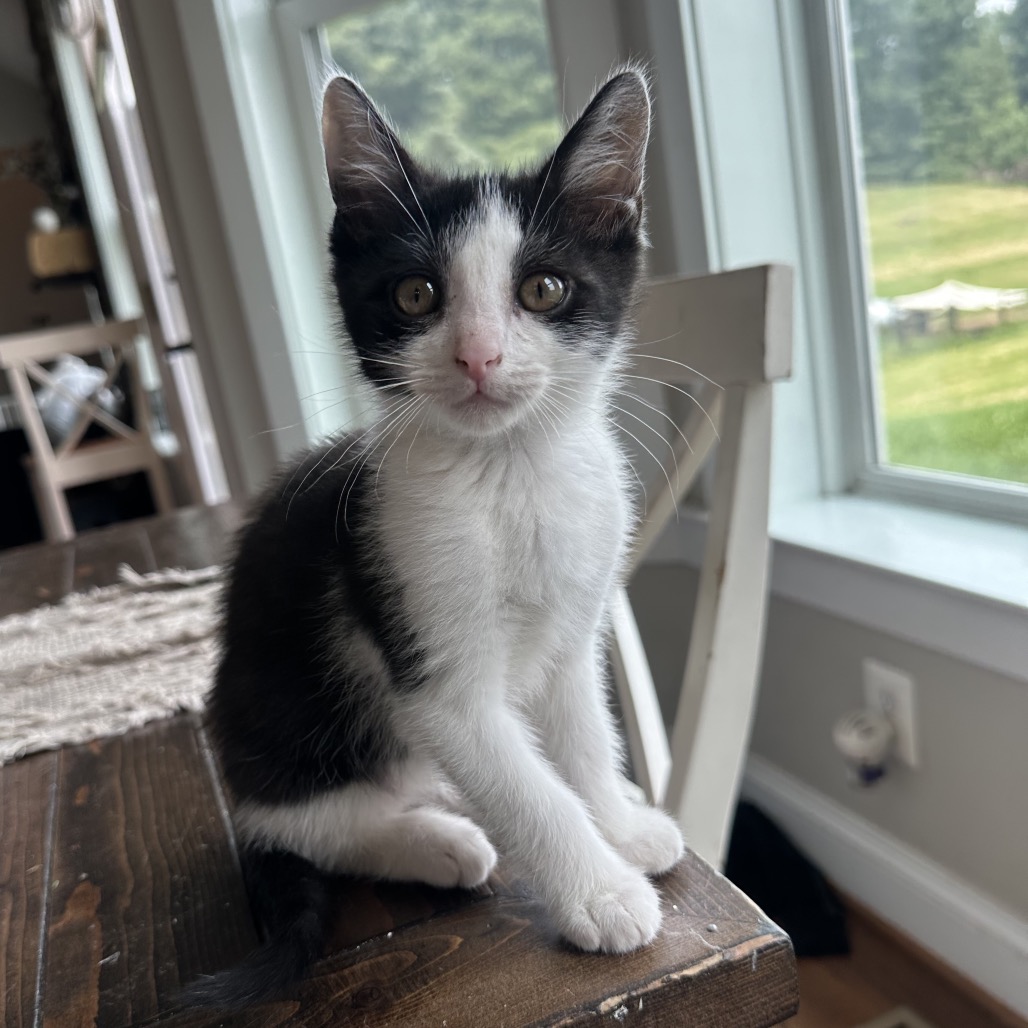 VELCRO - Domestic Shorthair available for adoption