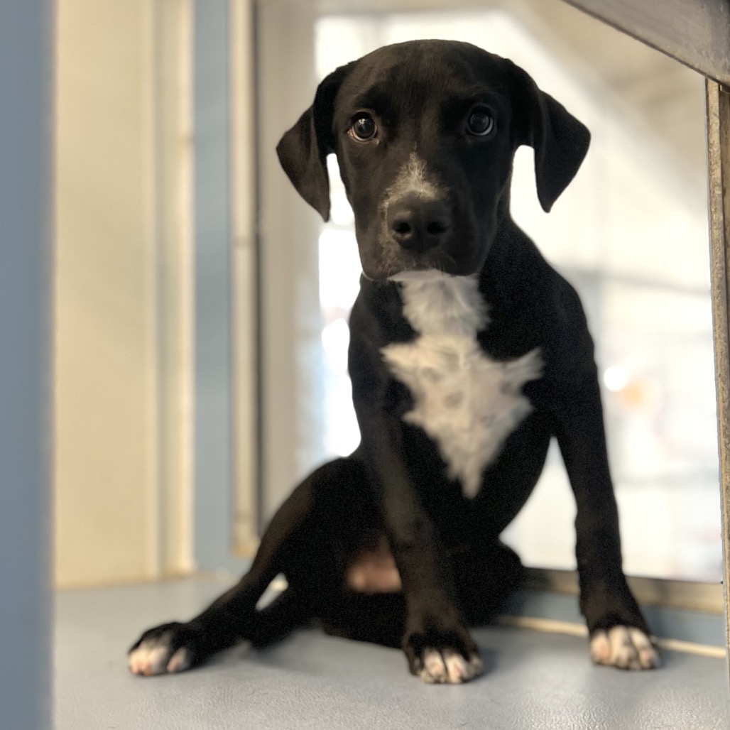RUDOLF - Shepherd / Mix available for adoption