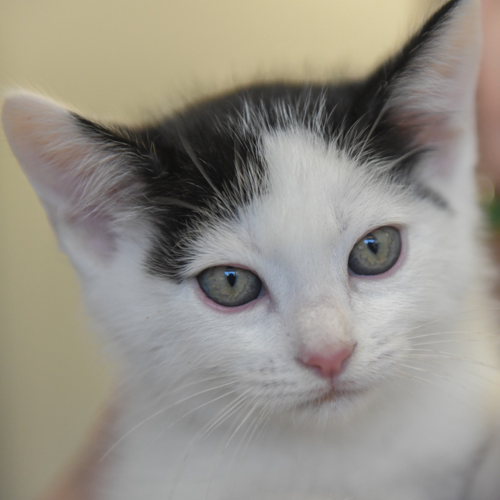 Tennessee (green collar) - Domestic Shorthair