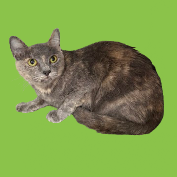 Juniper