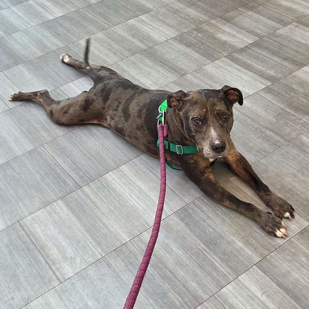 Lilly, photo 6
