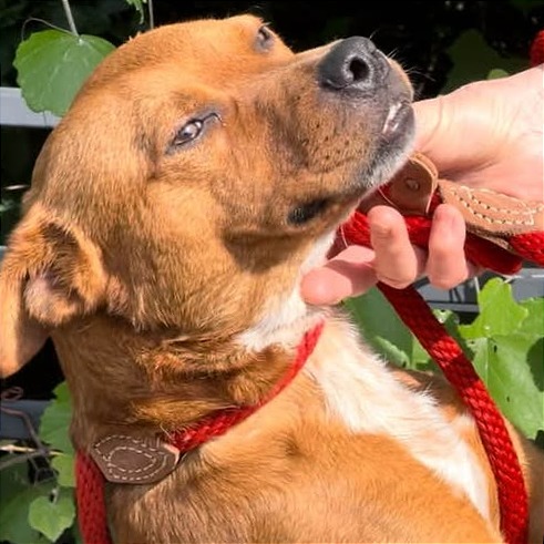 Photo of Sparky