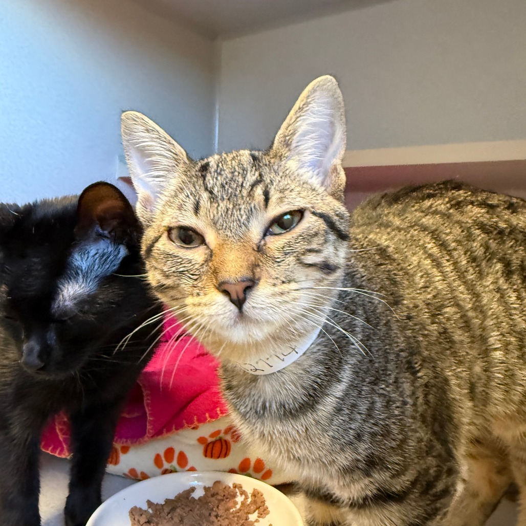 NAMI - Domestic Shorthair available for adoption