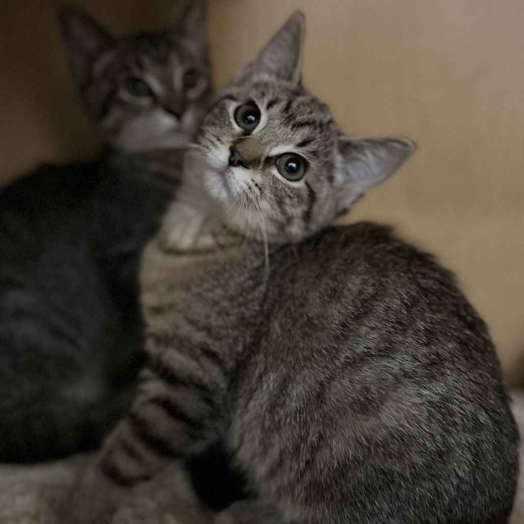 ELM - Domestic Shorthair available for adoption
