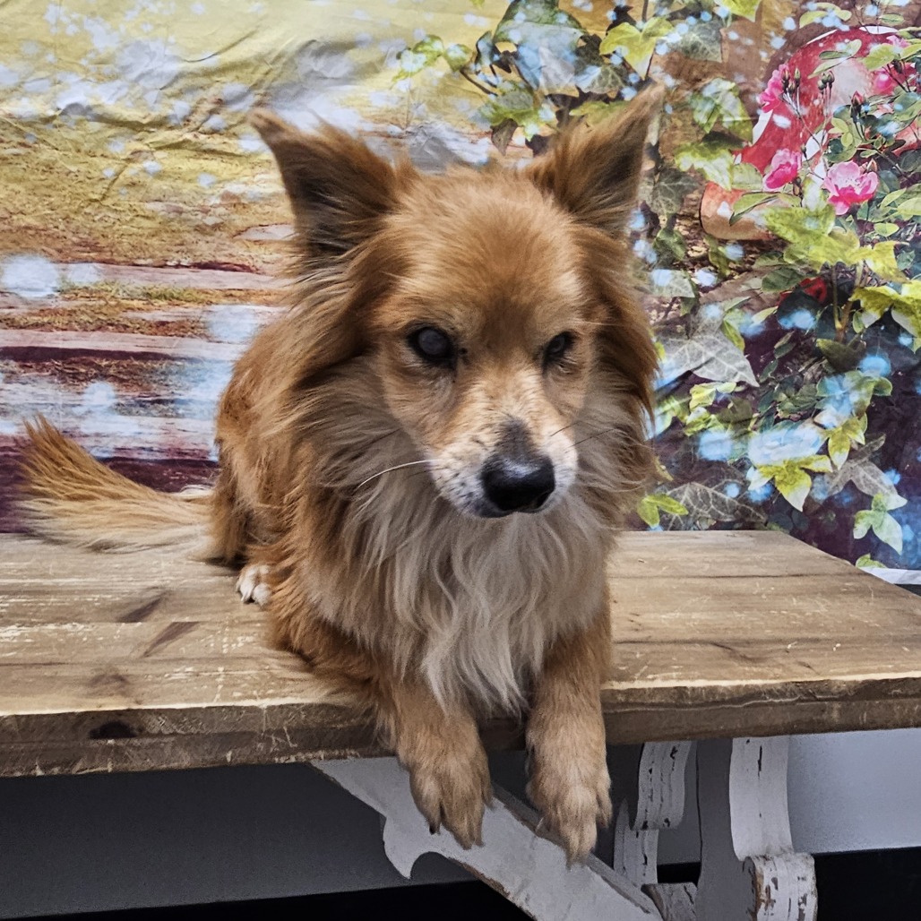 Foxy, photo 5