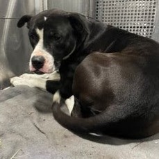 Bettles — thumbnail 8