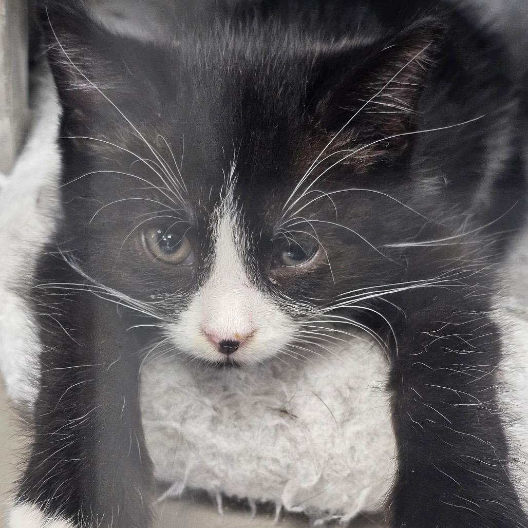 Tuxie (Blue Coller)