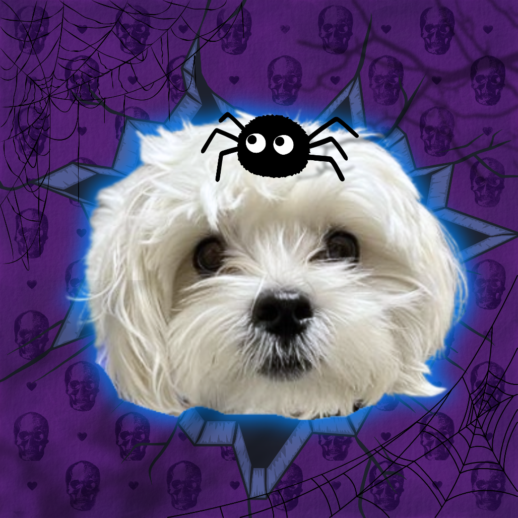 CHOWDER - Maltese available for adoption