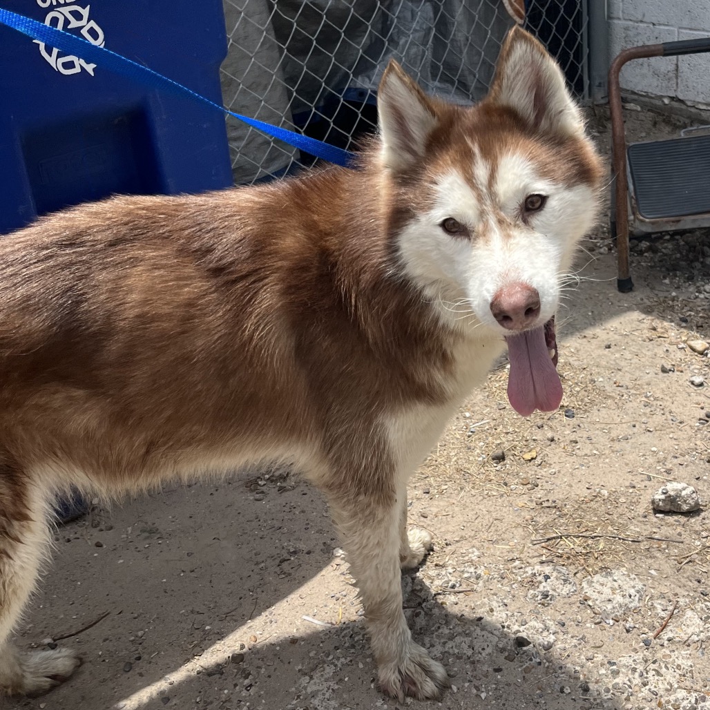 AVERY - Husky available for adoption