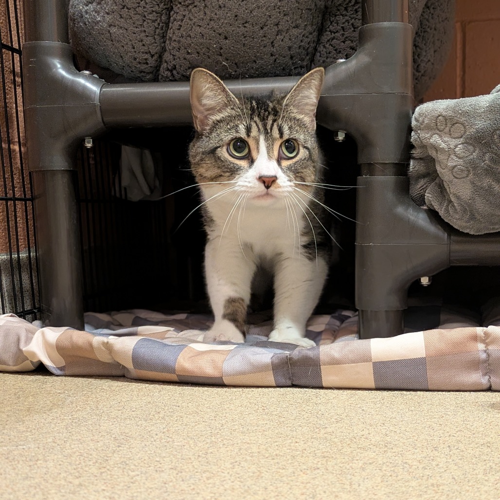 Blossom - Available from Foster, photo 4