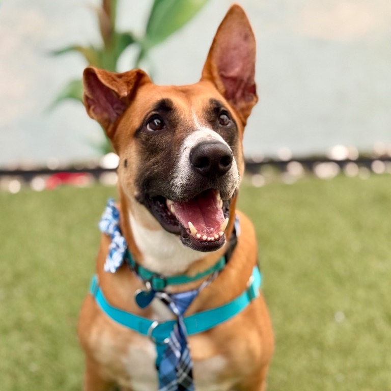 Photo of Peele playing