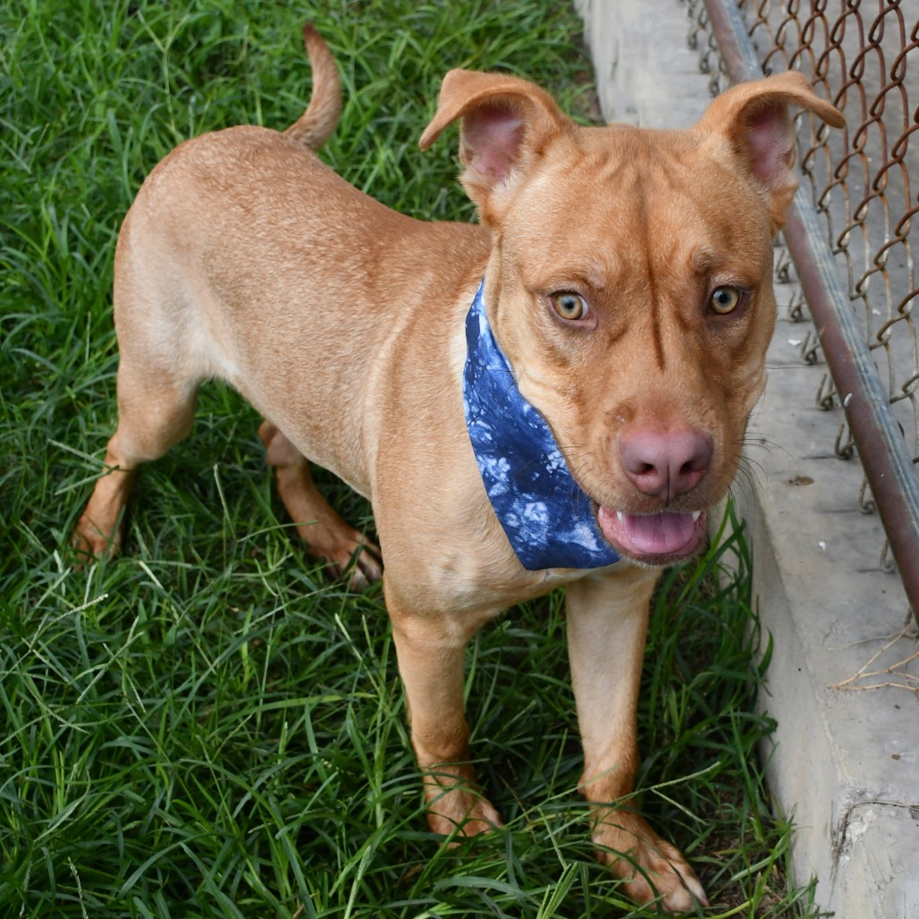 MUFFIN MAN - Black Mouth Cur available for adoption