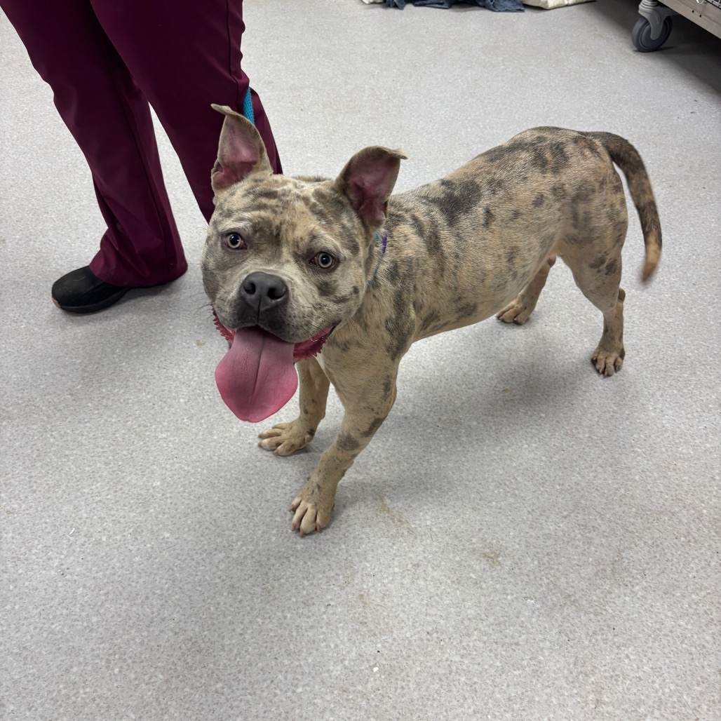 SPLATTER - Bulldog, American / Terrier available for adoption