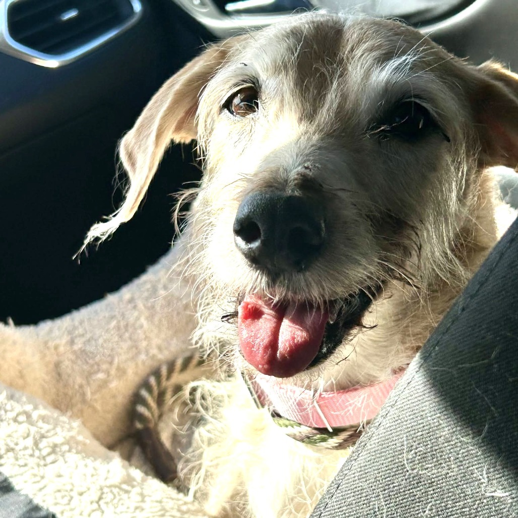 Pippa, photo 8