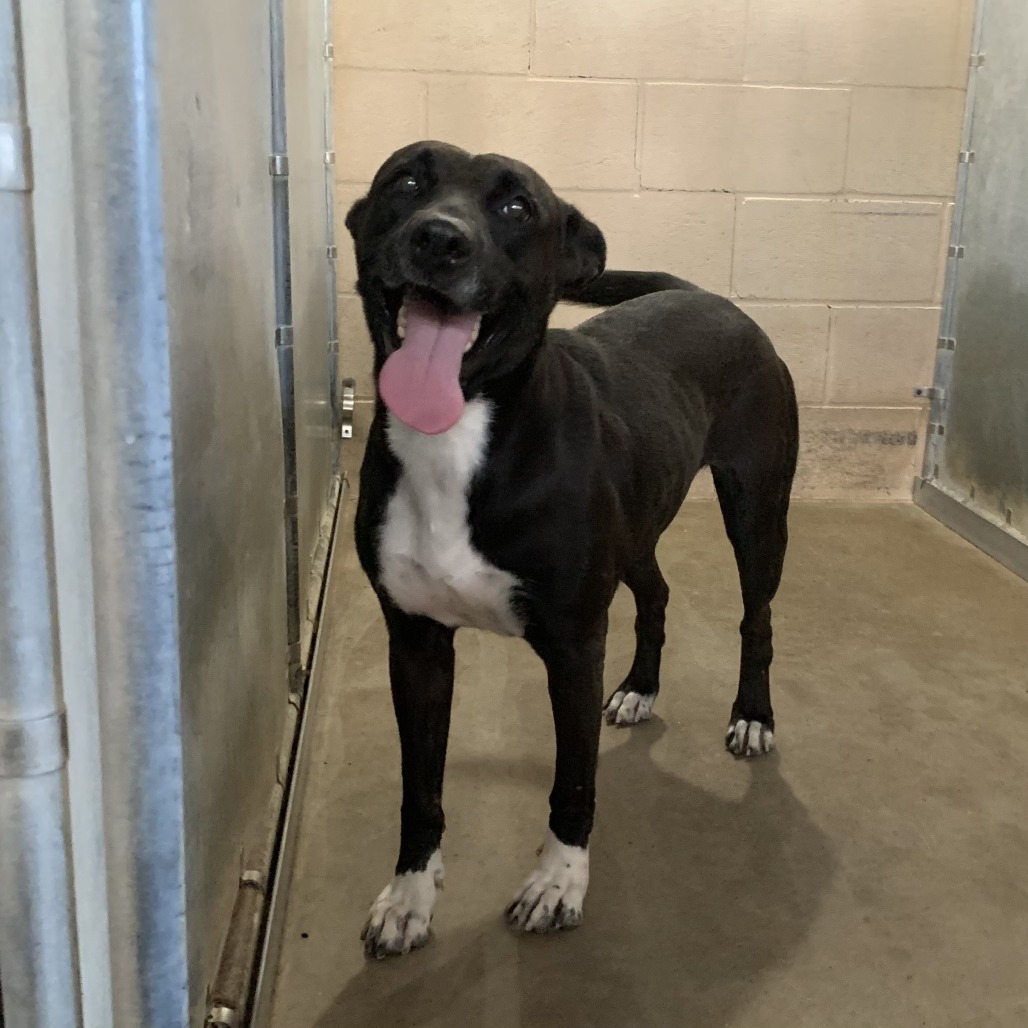 Photo of Pear, available for adoption at PVAS