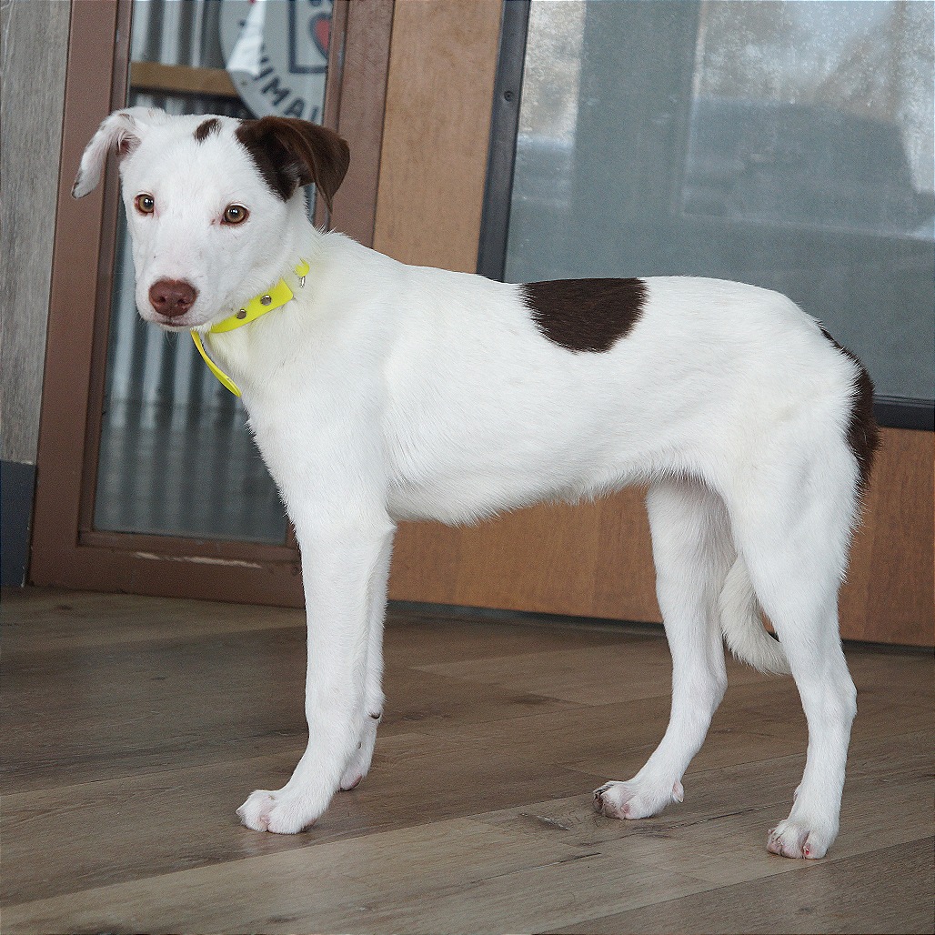 Lizzie — thumbnail 7