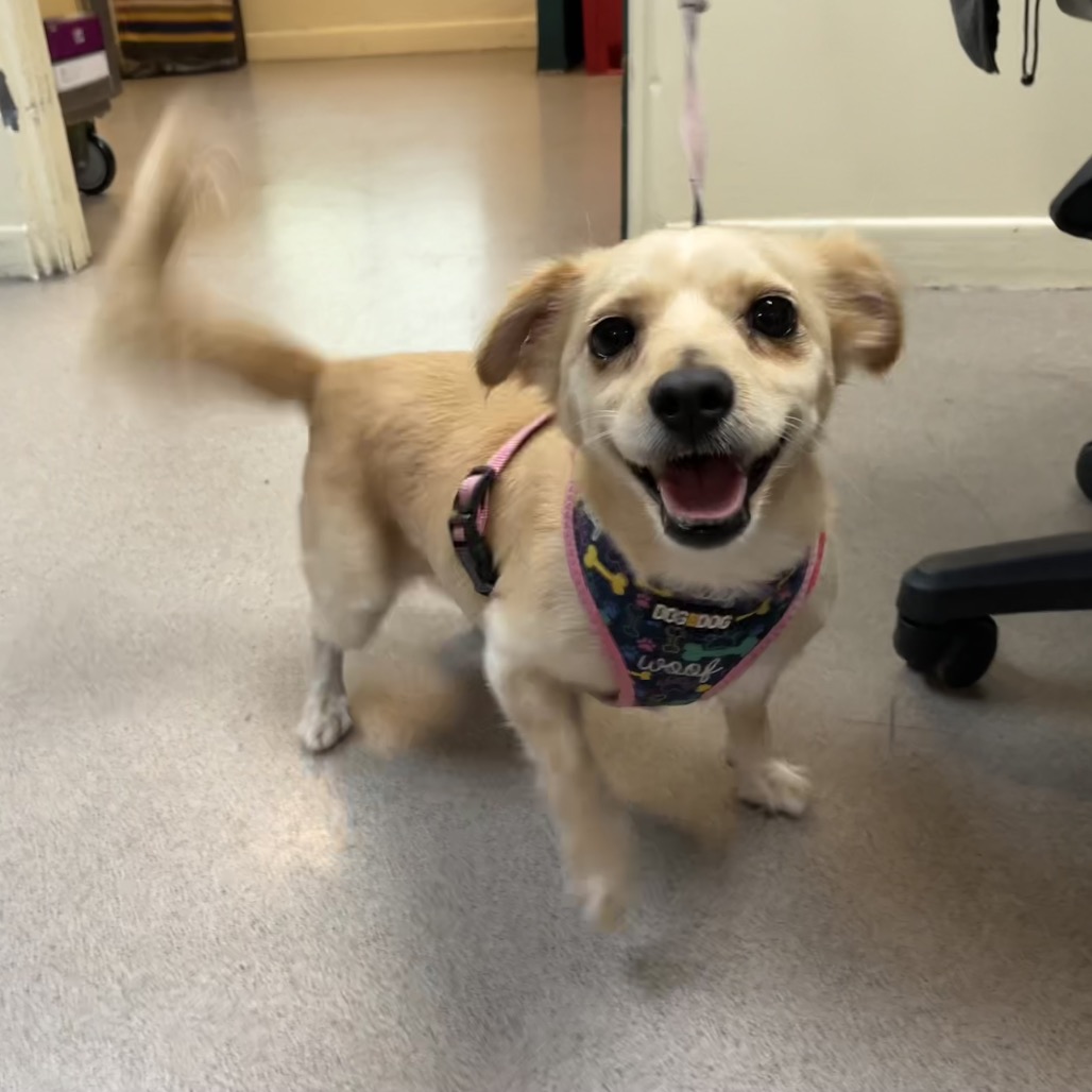 Chihuahua