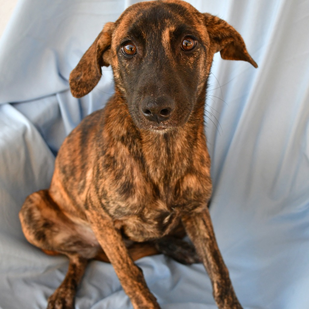 GRETCHEN WIENERS - Shepherd available for adoption