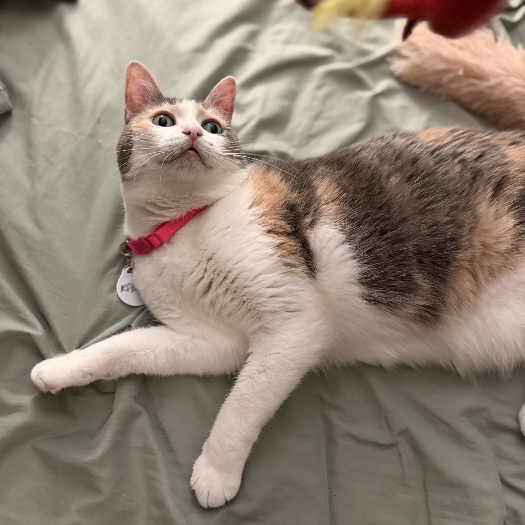 Kali, photo 11