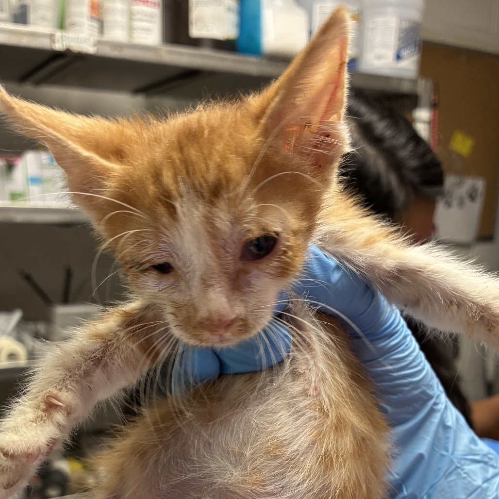 KEV - Domestic Shorthair available for adoption
