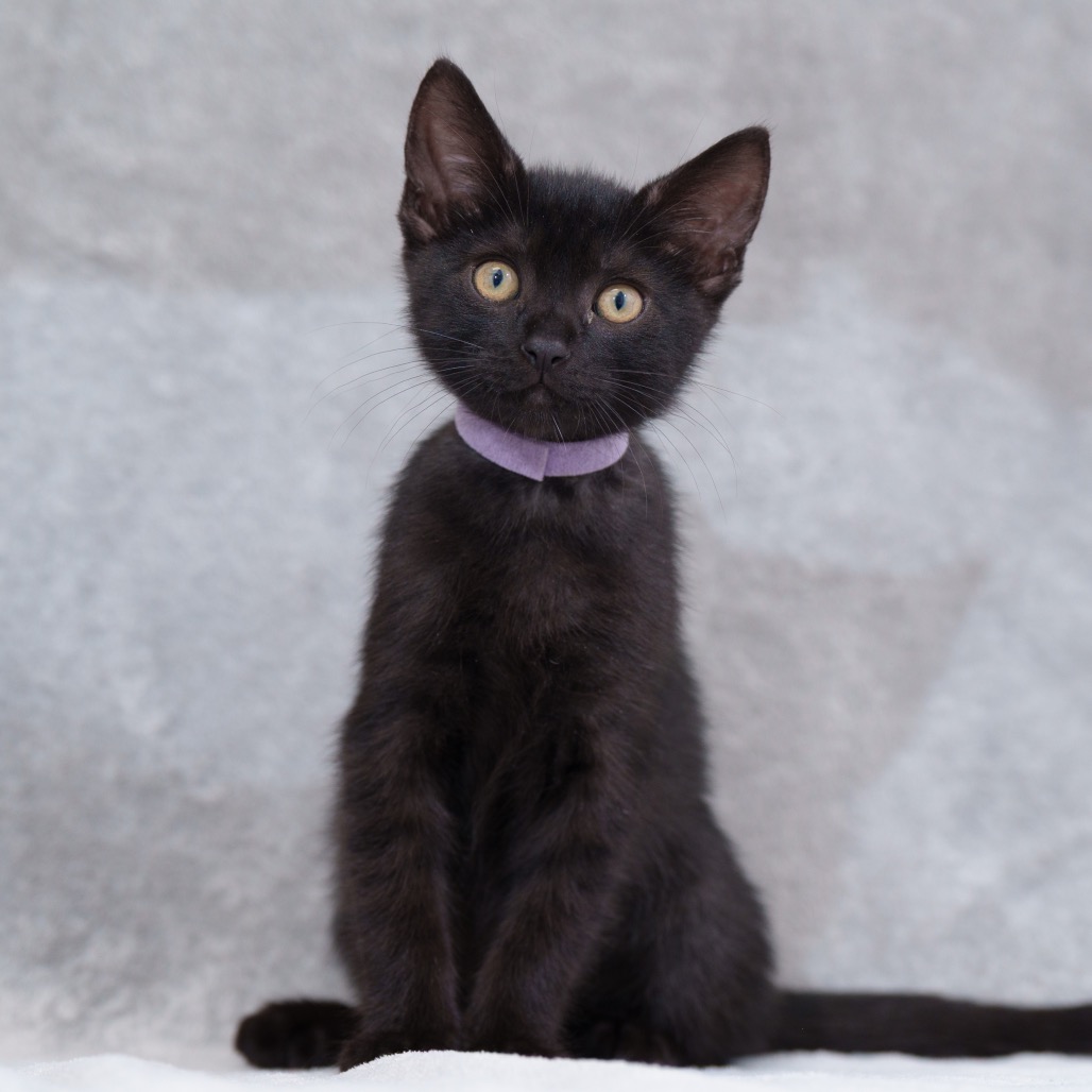 Tito (lavender)