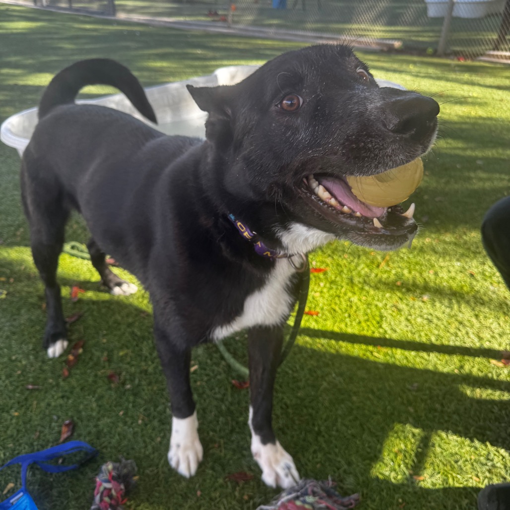 BLEU - Collie, Border / Retriever, Black Labrador available for adoption