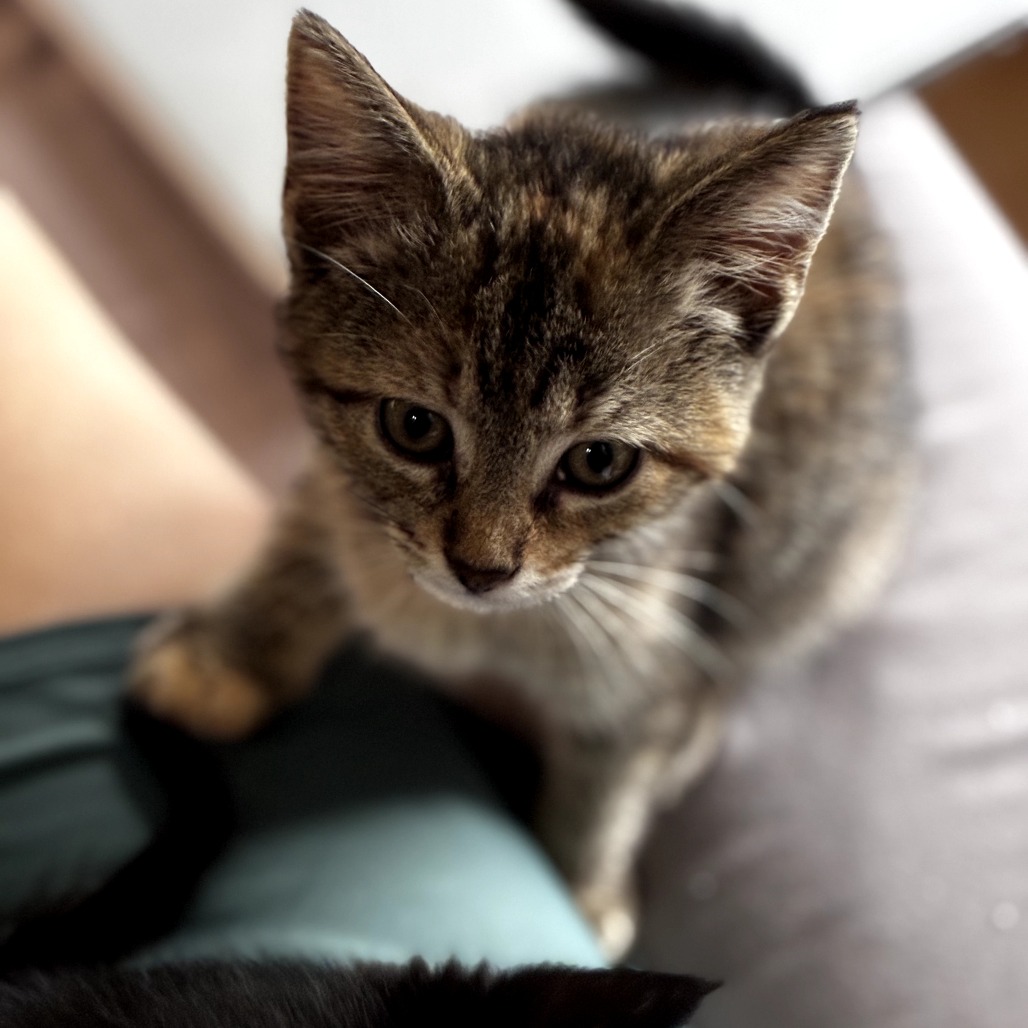 Addison (k2026), photo 3