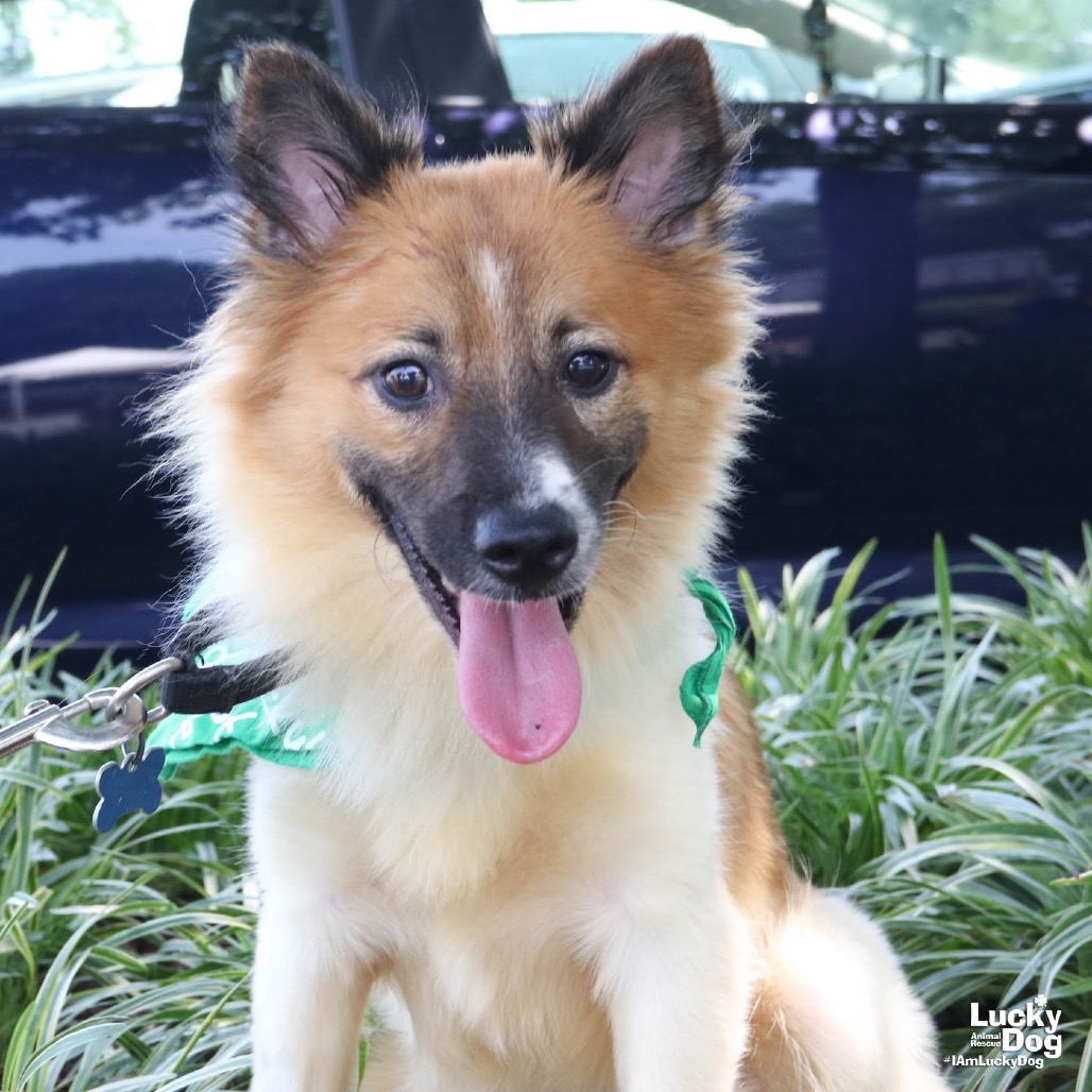 HONEY - Sheepdog, Shetland / Mix available for adoption