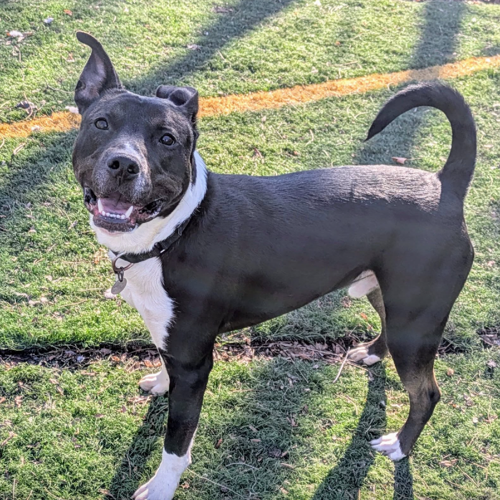 Avocado — thumbnail 3