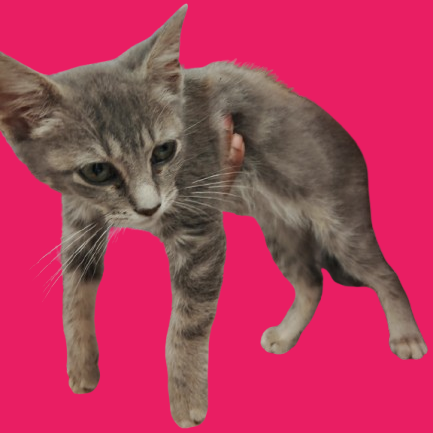 Tusc Stray 81604
