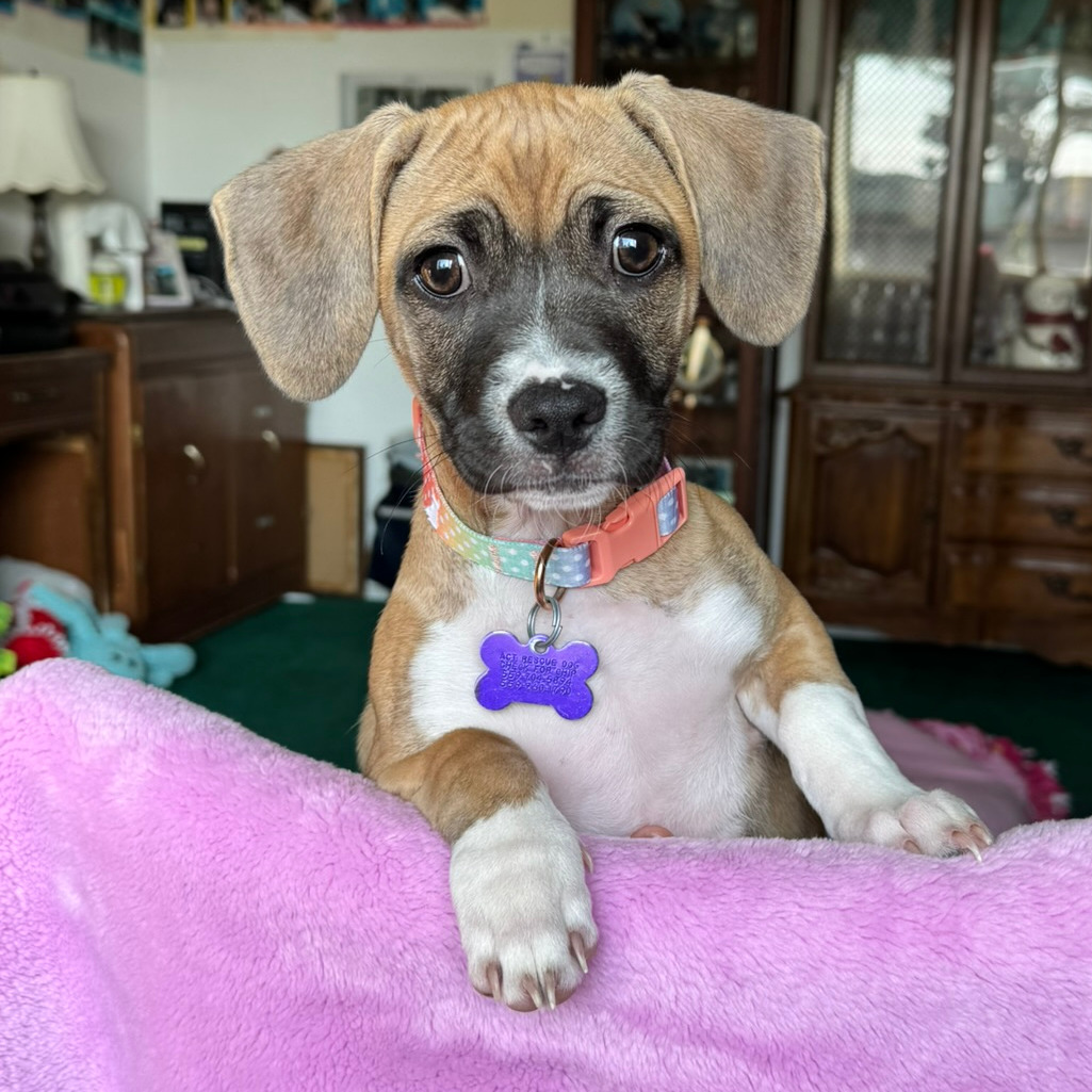 Rayven — thumbnail 2