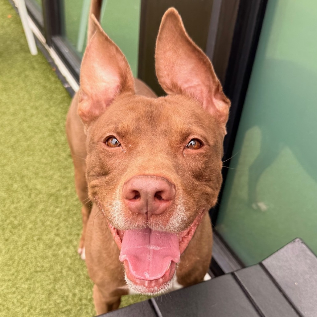 Bear — thumbnail 4