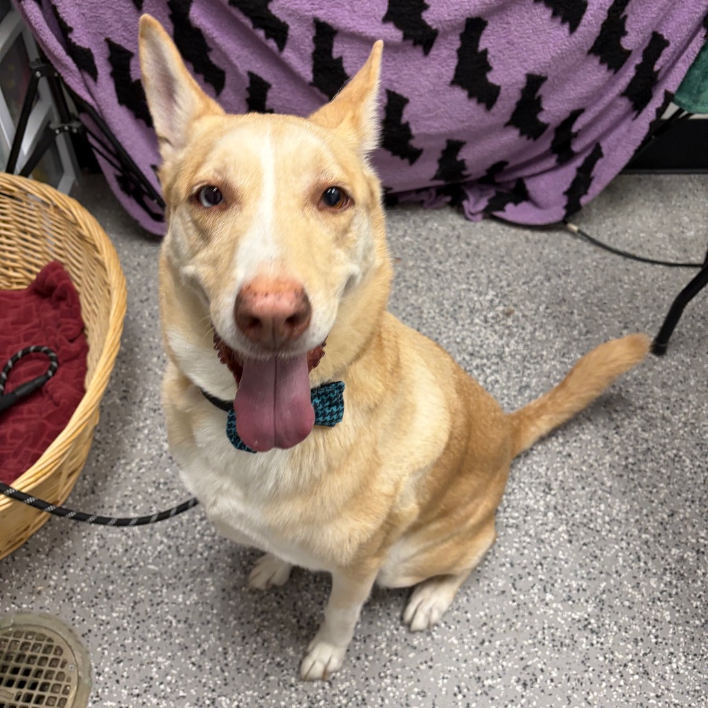 LOUIE - Husky / Shepherd, German available for adoption