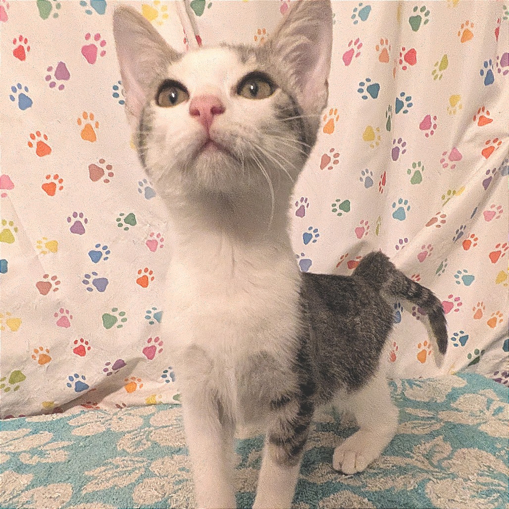 PHOEBE - Domestic Shorthair available for adoption