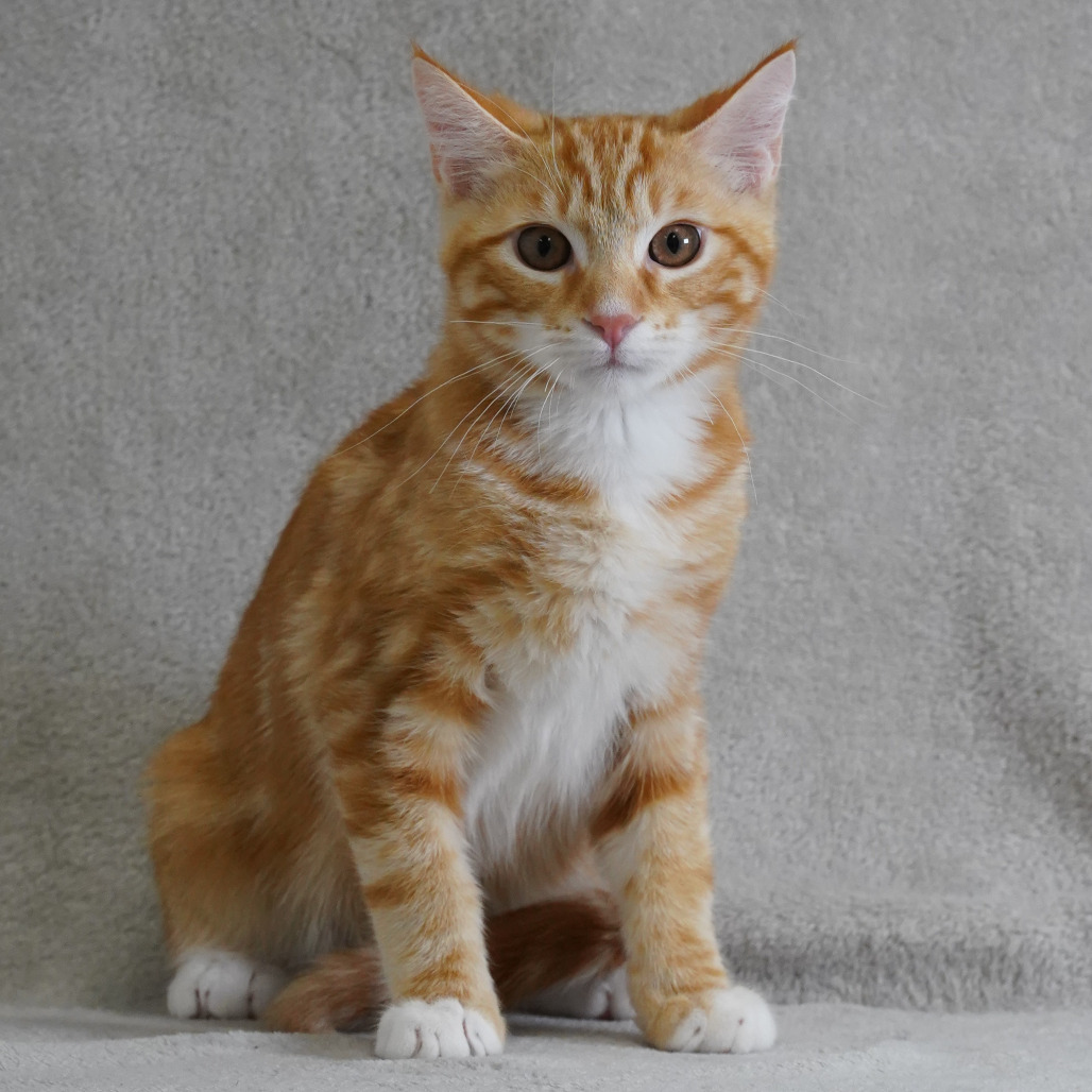 Cheeto