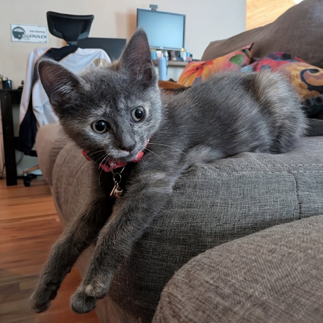 HUNTRESS - Domestic Shorthair for adoption in Silver Spring